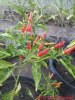 32_malagueta_frucht_16_12_2017_ok.jpg