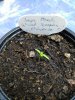 Jays Peach Ghost Scorpion.jpg Jays Peach Ghost Scorpion.jpg