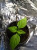 7 Pot yellow.jpg