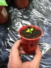 7 Pot Brain X Moruga.jpg
