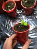 7 pot X Naga.jpg