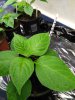Rocoto AO Giant.jpg