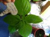 Giant Rocoto (2).jpg
