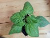 Rocoto (4).JPG