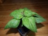 Rocoto.JPG