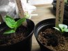 2018_0120IPK-ProjektChilis0311.JPG