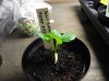 2018_0120IPK-ProjektChilis0314.JPG