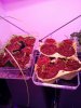 IMG_20180216_085026.jpg IMG_20180216_085026.jpg