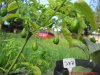 260_south_texas_chile_tepin_frucht_22_01_2018_ok.jpg