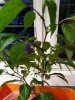 IMG-20180312-WA0005.jpg