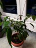 IMG-20180312-WA0004.jpg
