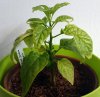 Bhut Jolokia Peach.jpg