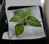 rocoto1_20180324.jpg