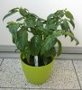 Bhut Jolokia Peach.JPG