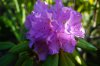 DSC04311.JPG