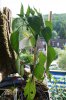 DSC04393.JPG