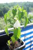 DSC04394.JPG
