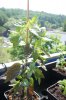 DSC04396.JPG