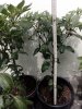 IMG_20180603_112718.jpg