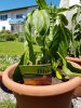 20180620_125709.jpg