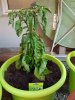 20180621_063330.jpg