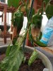 20180624_070125.jpg
