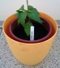 Chili - 7Pot Yellow.JPG