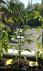 WP_20180630_003.jpg