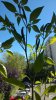 WP_20180701_021.jpg