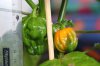2018_06_12a_Scotch Bonnet Trinidad Red.JPG