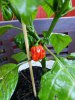 2018_06_26_Scotch Bonnet Trinidad Red.jpg