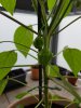 20180704_183749.jpg