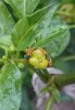 Beere - Bhut Jolokia Peach 01.JPG