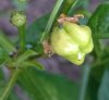 Beere - Bhut Jolokia Peach 02.JPG