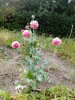 IMG_20180712_151853.jpg