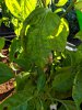 IMG-20180714-WA0002.jpg