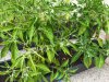 IMG-20180708-WA0013.jpg