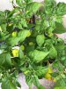 IMG-20180708-WA0012.jpg