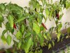 IMG-20180708-WA0011.jpg