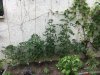 IMG_3694.JPG IMG_3694.JPG