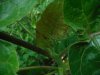 Tamarillo 2.JPG