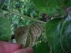 Tamarillo 3.JPG