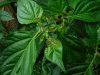 Trinidad Scorpion Green.JPG