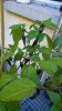 WP_20180724_19_19_43_Pro.jpg