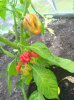 IMG_20180804_095151.jpg