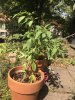 Chili 1 - Charlotte.JPG