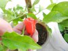 DSCN7531.JPG