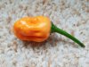 Beere - Bhut Jolokia Peach 03b.jpg