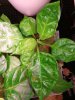 IMG_20180821_083136-600x800.jpg