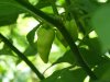 bhut jolokia white.jpg